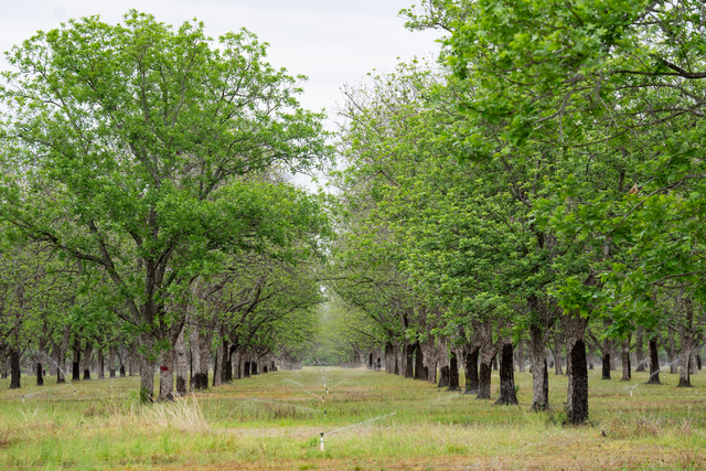 A grove of trees with a path cutting through the middle of them