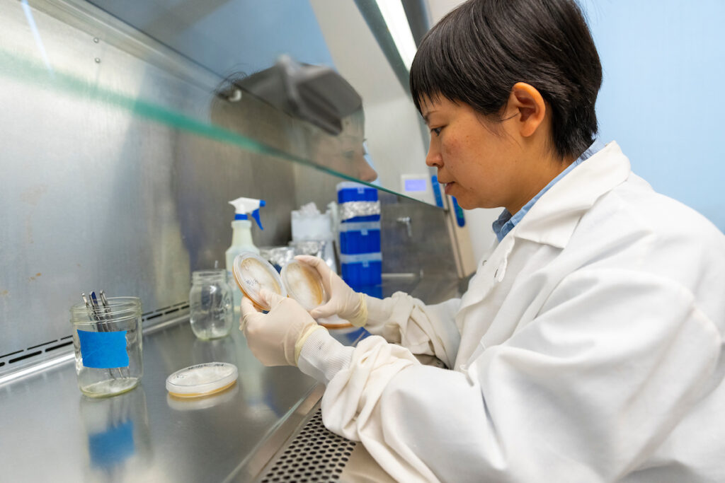 A person in a white lab coat studies two plates