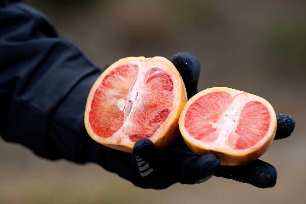 A gloved hand holds two halves of a fruit