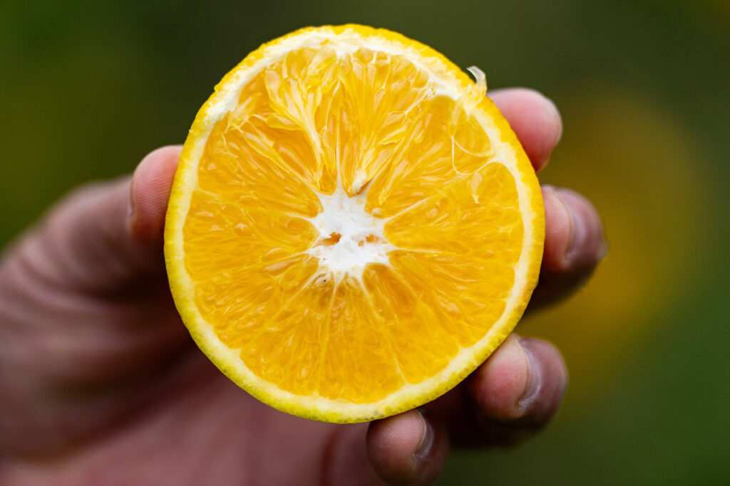 A person holds half an orange