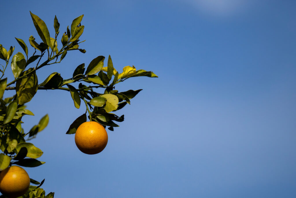A single orange hanging on a branch
