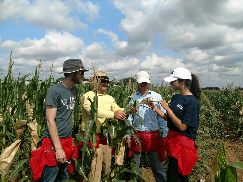 four people standing in a field inspecting a plant