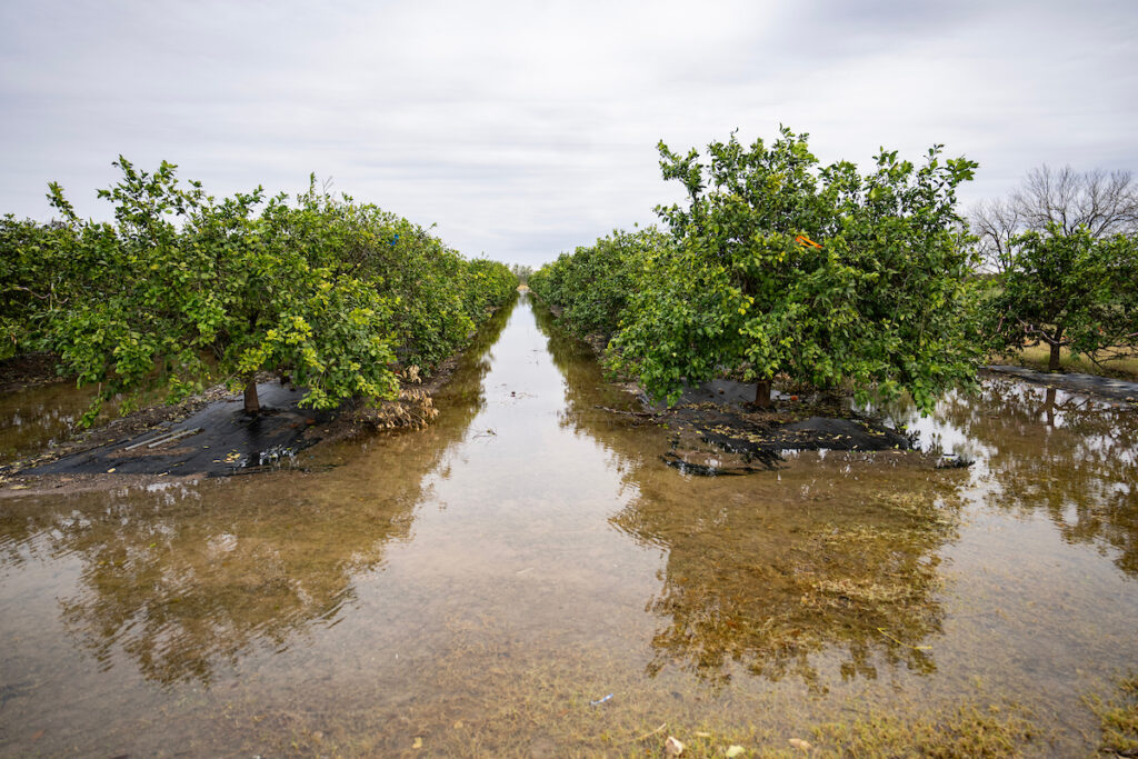 flooded field of plants