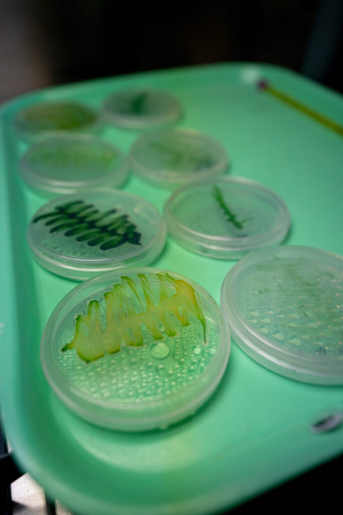 Multiple Petri dishes with different plants in each, all on a teal tray.