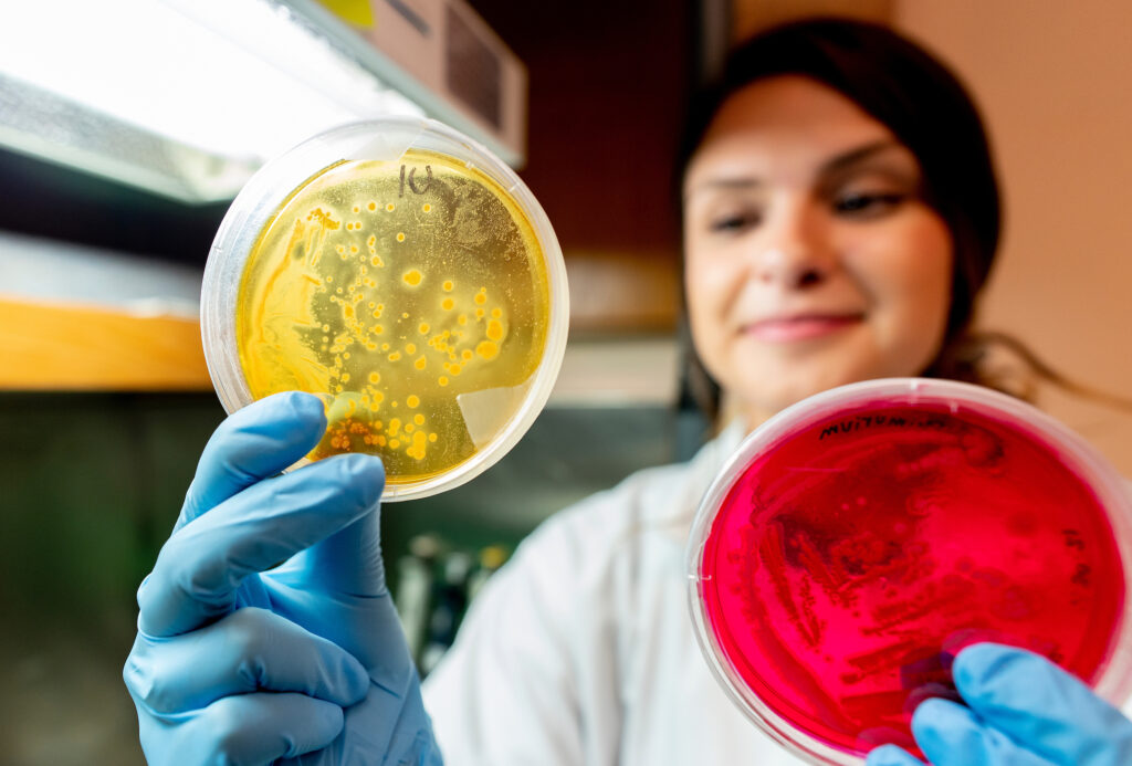 Student looking and holding up two Petri dishes the one on the left yellow and the one on the right red while using blue gloves.