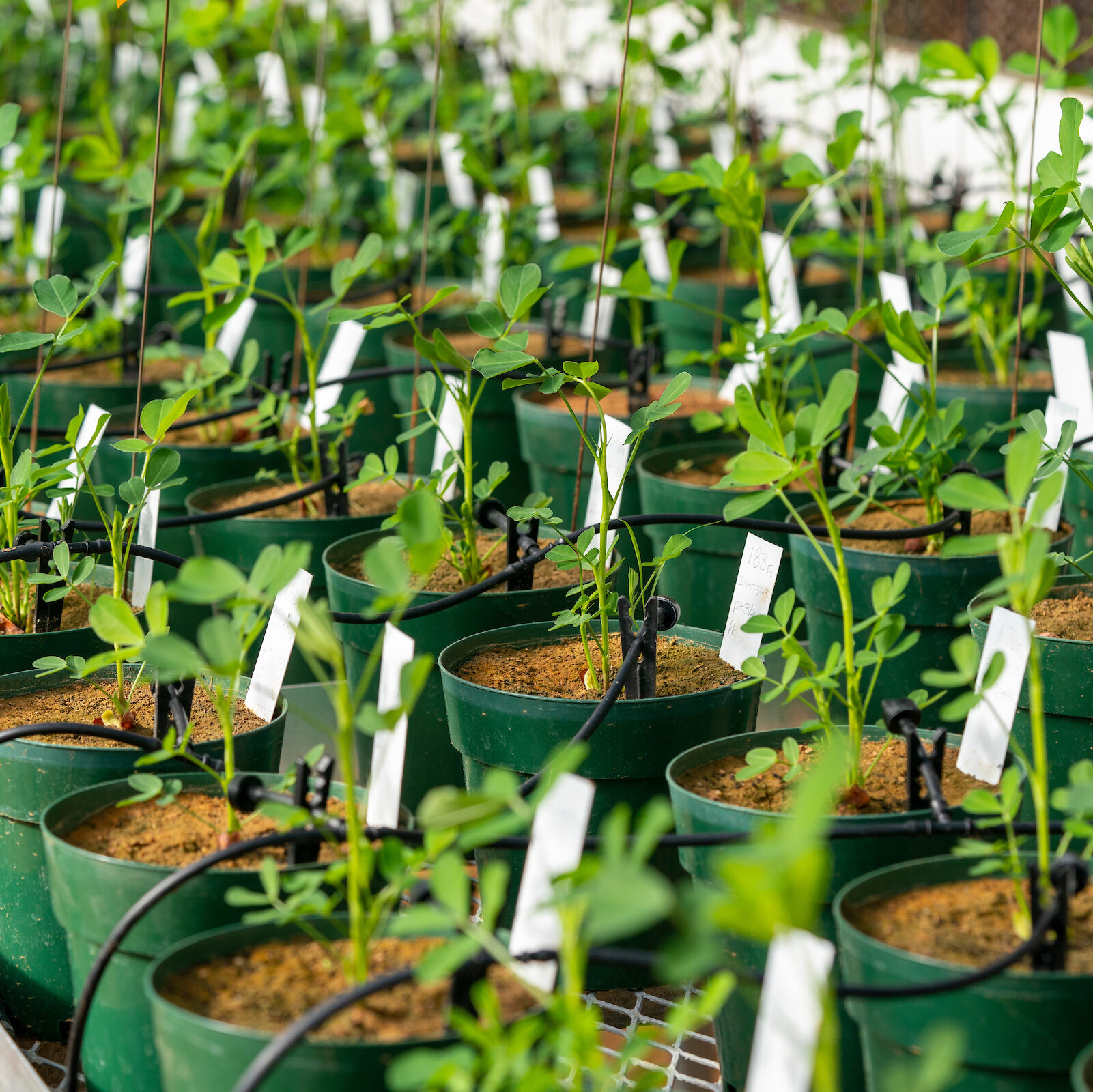 lots of labeled plants in green plastic pots