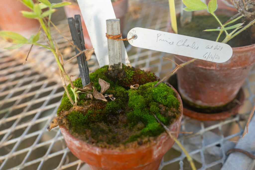 Plan in a pot with a label on it placed on a table.