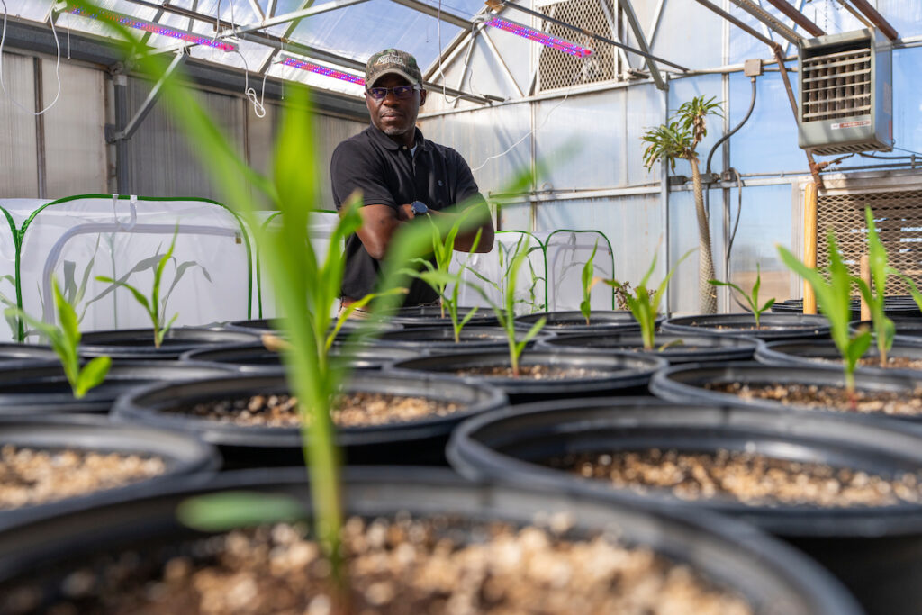 A man stands in the back of a greenhouse with corn plants growing in small containers.