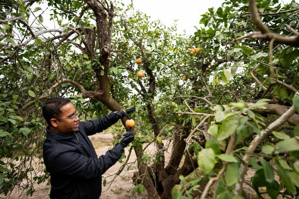 Mandadi inspects a citrus tree outside